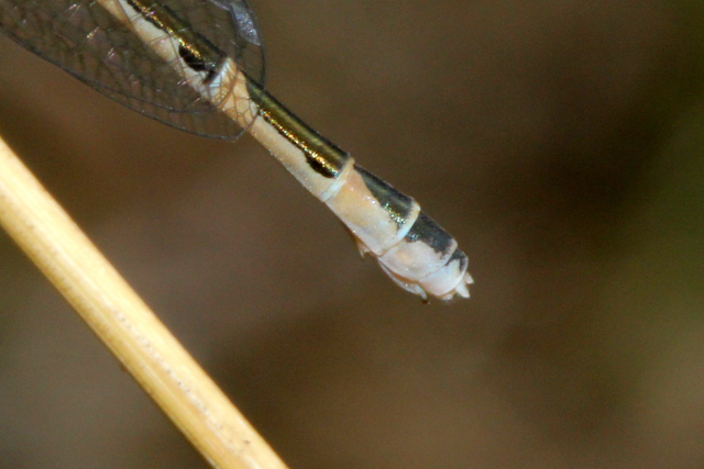 Genitalia femenina (E. cyathigerum)