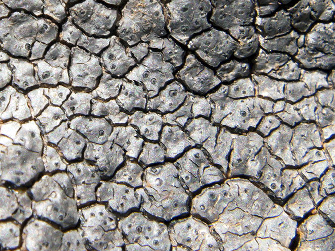 apotecios actinost-04
