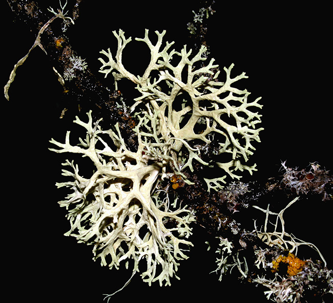 Evernia prunastri