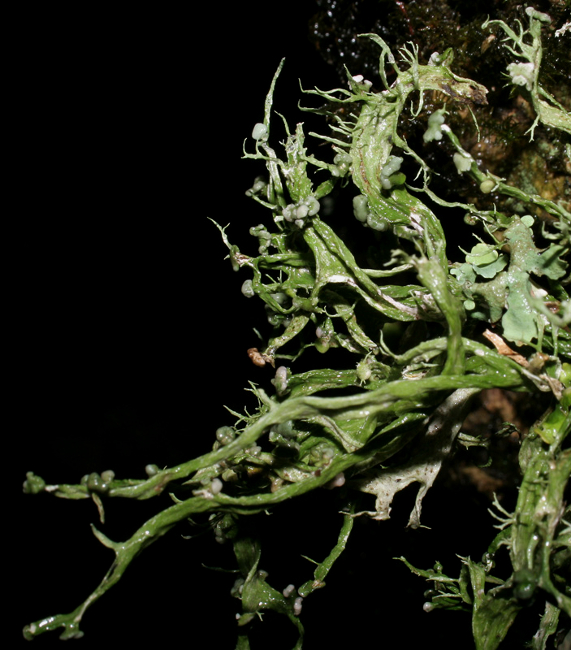 luxurians