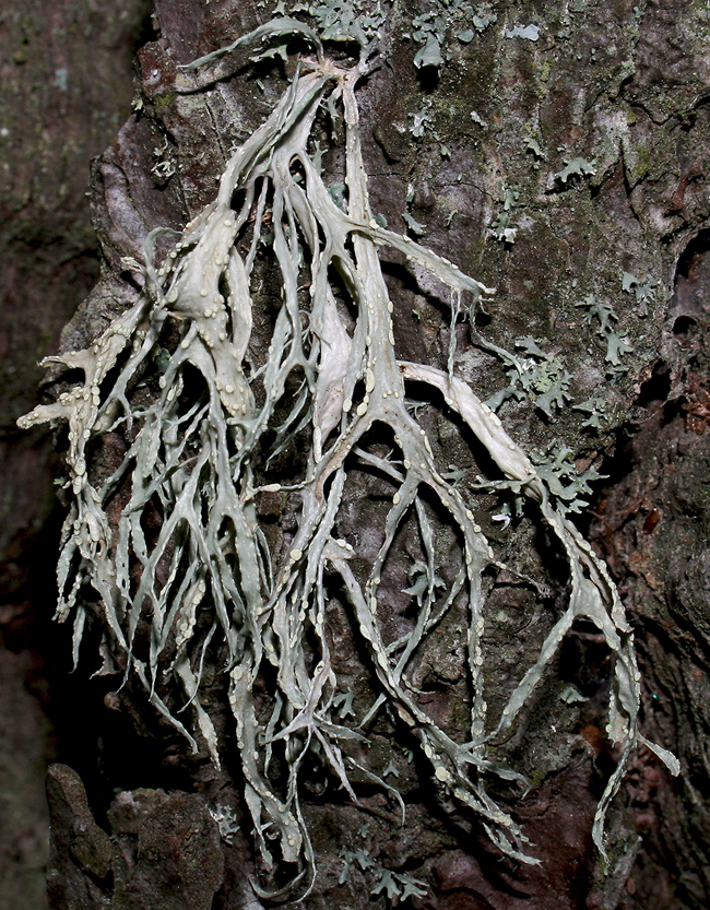 Ramalina farinacea