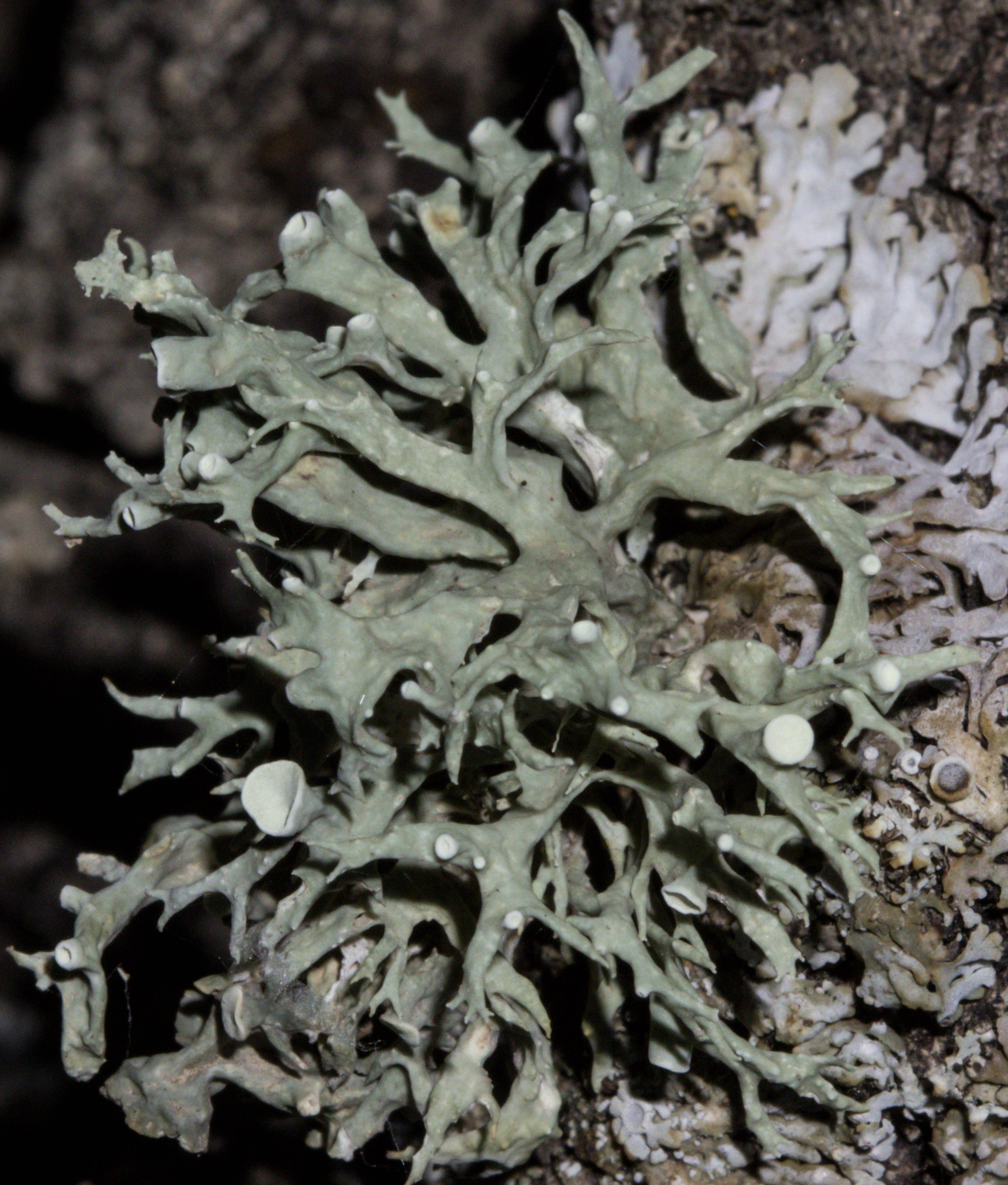 Ramalina fraxinea